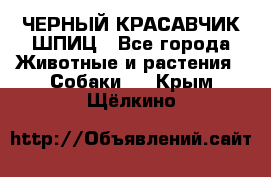 ЧЕРНЫЙ КРАСАВЧИК ШПИЦ - Все города Животные и растения » Собаки   . Крым,Щёлкино